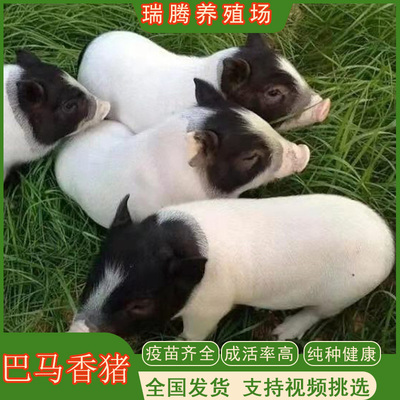 纯种巴马香猪幼崽巴马香猪活苗宠物猪香猪仔猪苗广西巴马香猪定金