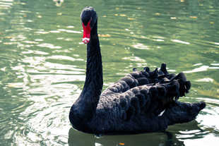 黑天鹅活苗幼崽动物园景区观赏养殖可孵化纯种成年黑天鹅活体定金