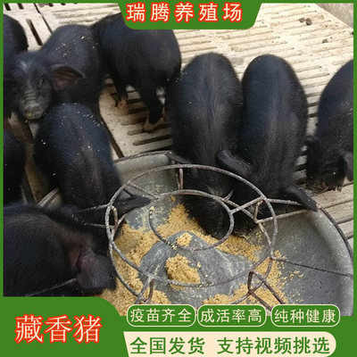 纯种藏香猪幼崽出售散养黑猪活体小猪活苗家养种猪母猪养殖活体