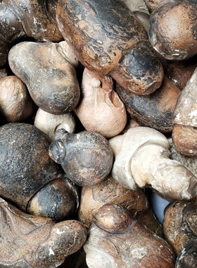 地表戈壁原石古手玩摆件随机发货