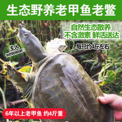 外湖生态4斤甲鱼活体外湖放养鲜活外塘野养水鱼团鱼老甲鱼中华鳖 - 封面
