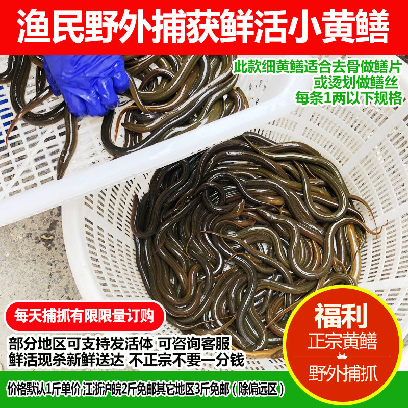【细黄鳝】渔民野外捕获鲜活细小黄鳝鱼长鱼小黄鳝丝活体现杀顺丰