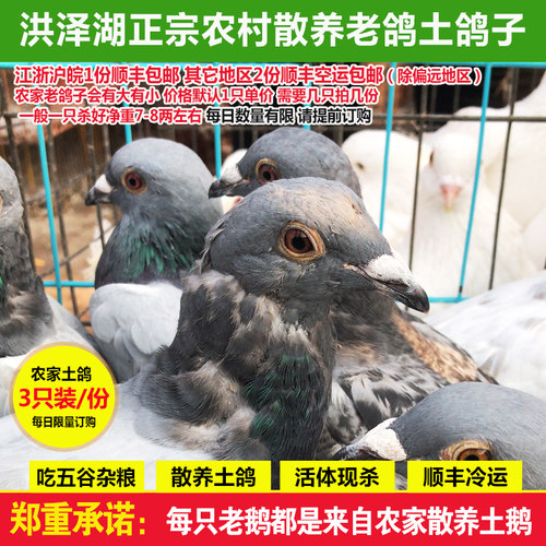农村少量养老鸽土新鲜整只滋补