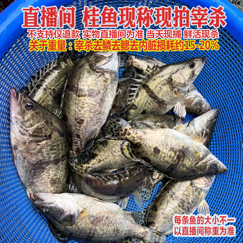 大小桂鱼鳜鱼活鱼称重宰杀后处理好发货，直播间现称现杀现发