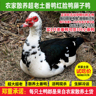 农村散养红脸番鸭8-11斤超老土鸭藤子鸭 鲜活现杀3年红头鸭肉整鸭