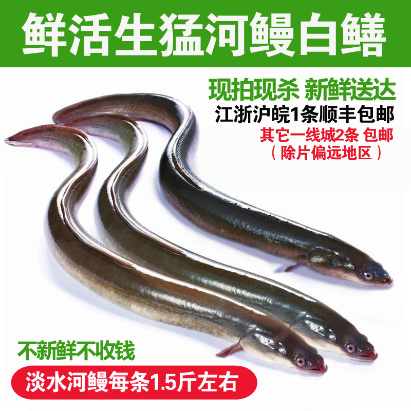 淡水鱼河鳗鱼新鲜活鳗鱼活体河鳗现杀 白鳝白鳗1.5斤左右/条整条