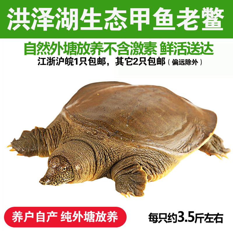 外湖生态大甲鱼约3.5斤公鳖野养团鱼王八约6年中华鳖活体鲜活水鱼