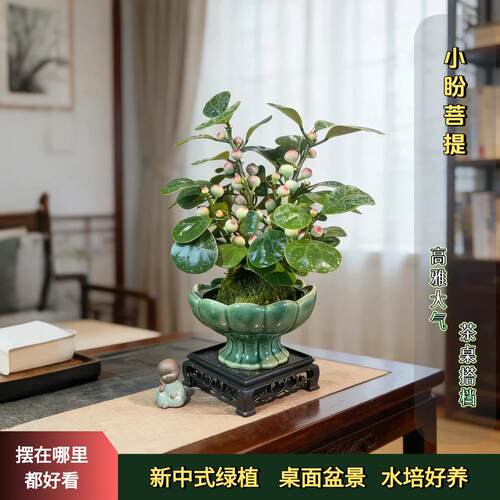 小盼菩提树禅意室内好养盆栽