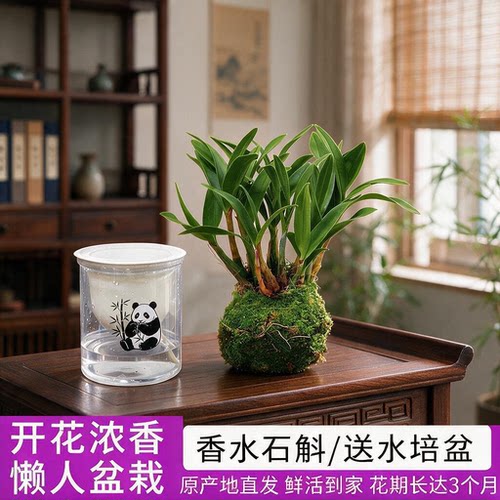 花幸兰艺七彩石斛兰室内外带红芽