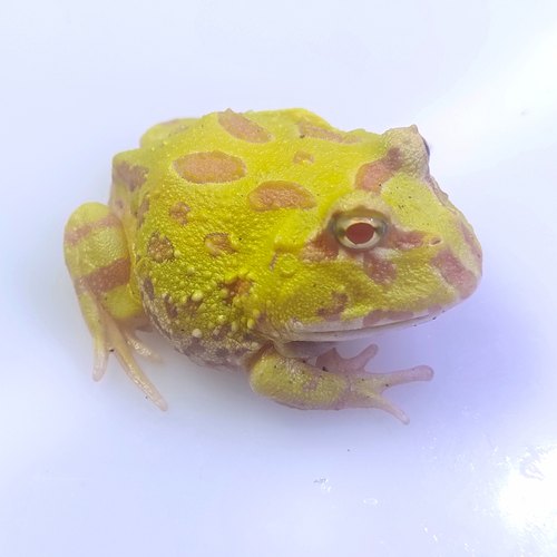 宠物青蛙角蛙活体绿角蛙蝌蚪黄金角蛙活物蝴蝶角蛙钟角蛙霸王角蛙