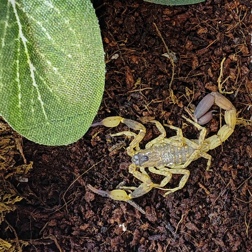 海南双针蝎宠物观赏蝎子新手