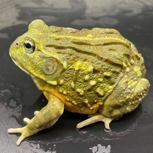 非洲牛蛙角蛙活体宠物青蛙绿角蛙蝌蚪黄金角蛙活物蝴蝶角蛙钟角蛙