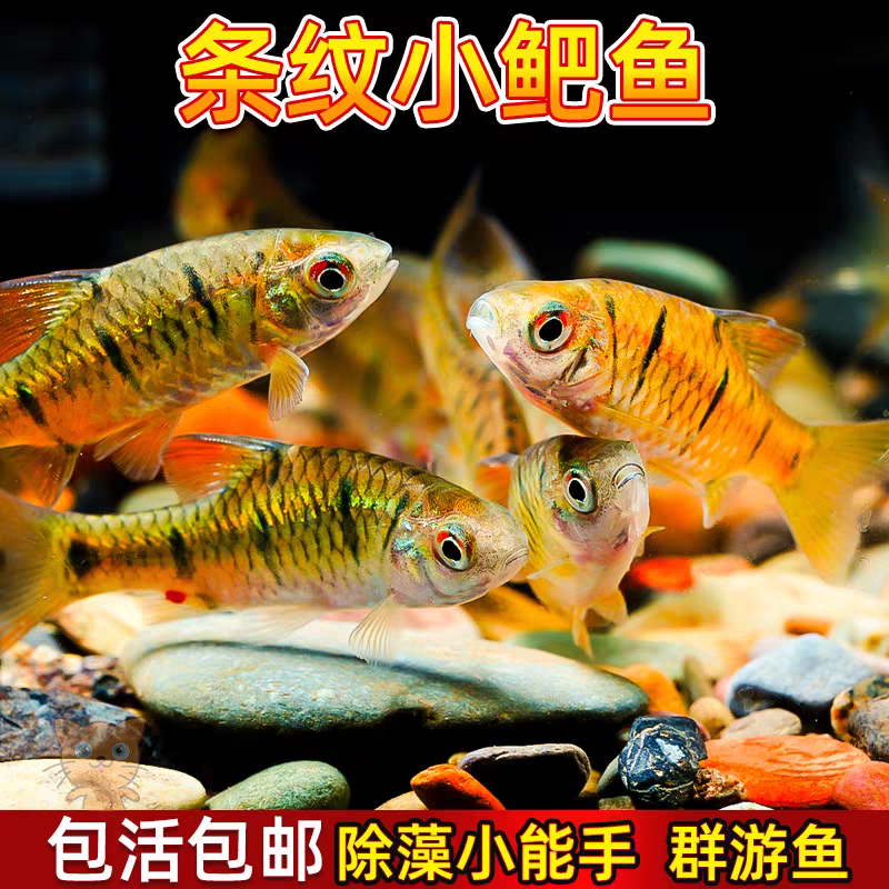 条纹小鲃鱼冷水鱼原生鱼