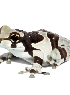 牛奶树蛙玻璃蛙姥爷老爷蛙黄金角蛙绿草莓霸王波子小丑蛙非洲牛蛙