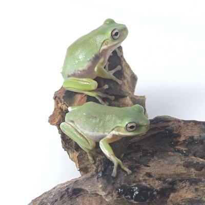 姥爷树蛙玻璃蛙牛奶蛙黄金角蛙绿草莓霸王波子小丑蛙非洲牛苔藓蛙