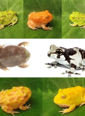 角蛙宠物蛙活体黄金绿角奶牛姥爷树蛙草莓宇治丘霸王钟小丑非牛蛙