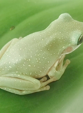 姥爷树蛙雪花暴雪老爷玻璃牛奶黄金角蛙霸王波子小丑非洲牛苔藓蛙