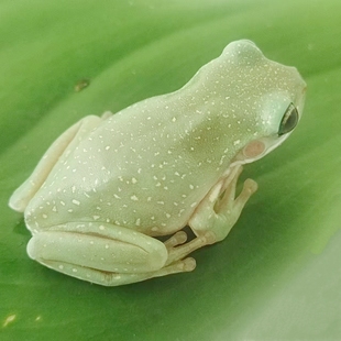 姥爷树蛙雪花暴雪老爷玻璃牛奶黄金角蛙霸王波子小丑非洲牛苔藓蛙