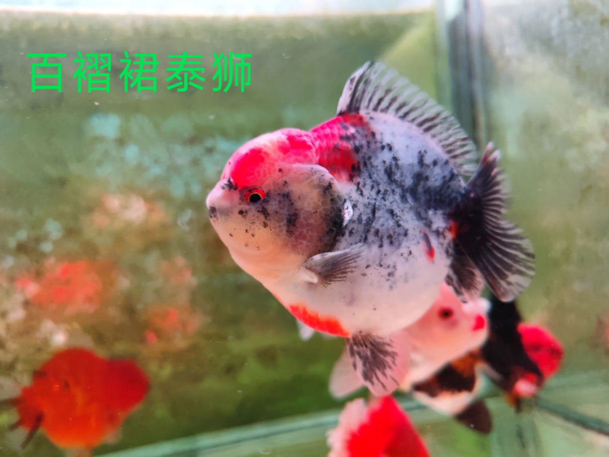 精品短尾将军金鱼活鱼鱼苗黑白色小型三色百褶观赏鱼