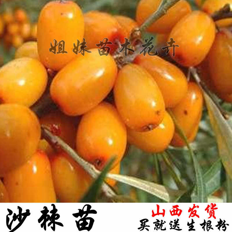 沙棘苗沙棘树苗沙棘杯苗山西沙棘