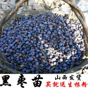 无核黑枣苗软枣苗野生君迁子苗野柿子树苗软枣种子果树黑枣树苗