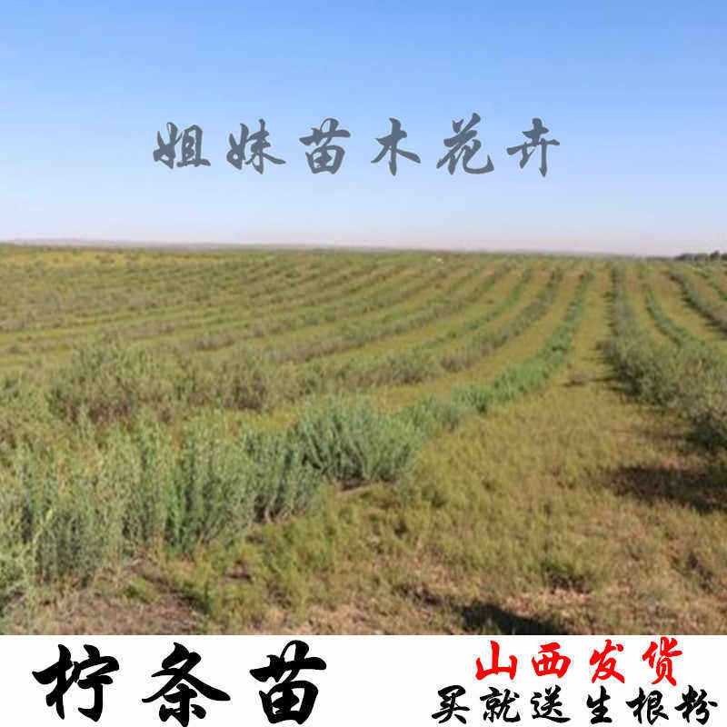 柠条苗白柠条苗锦鸡儿 白柠条树苗柠条杯苗山西柠条苗柠条树苗