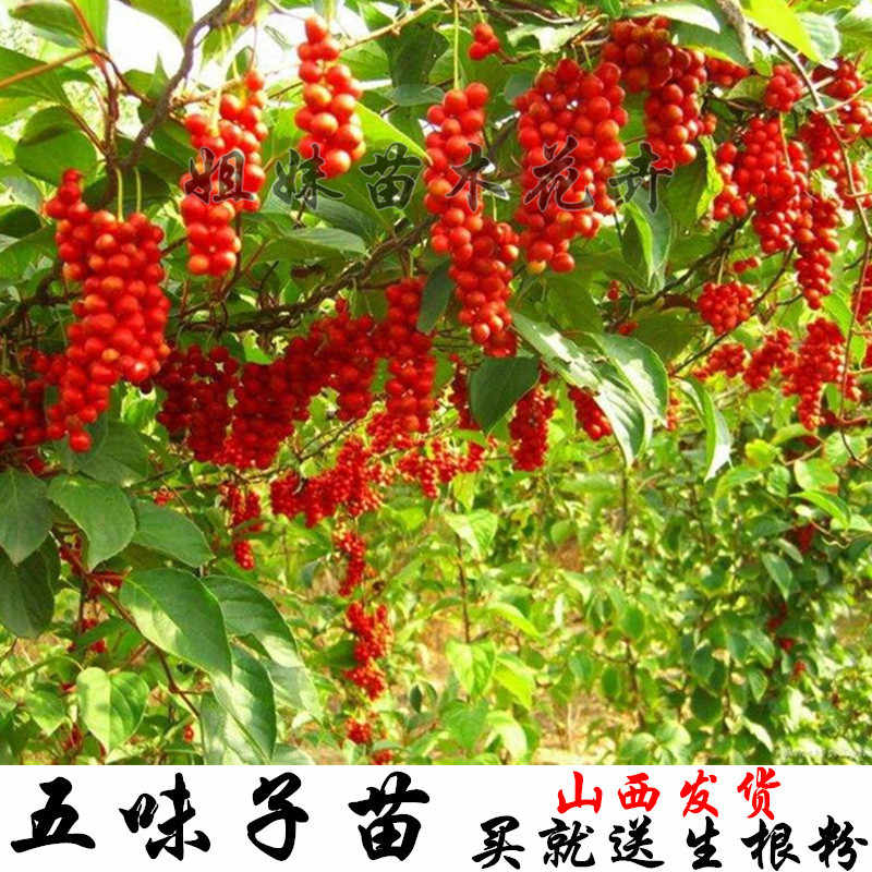 五味子苗 山西五味子苗 北五味子苗 五味子树苗 晋五味子苗 树苗图片