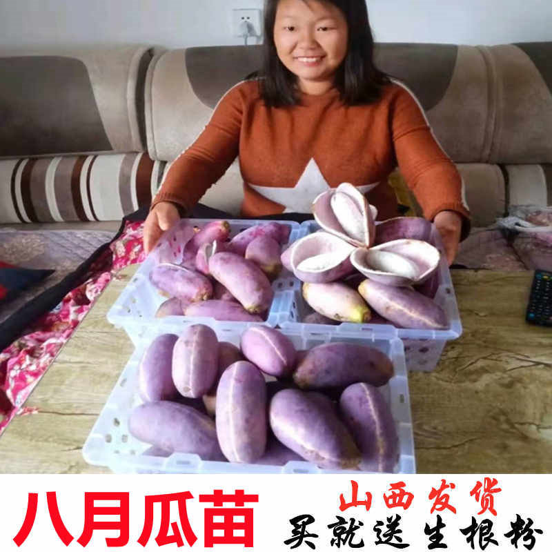 八月瓜爬藤香蕉水果树苗