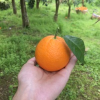 伦晚春橙丨当季应季鲜橙 新鲜带叶速发 秭归脐橙