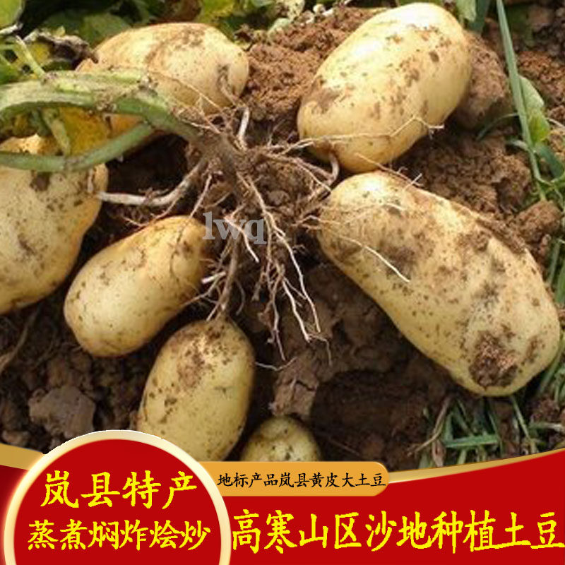 岚县土豆山西马铃薯粉糯面沙土豆
