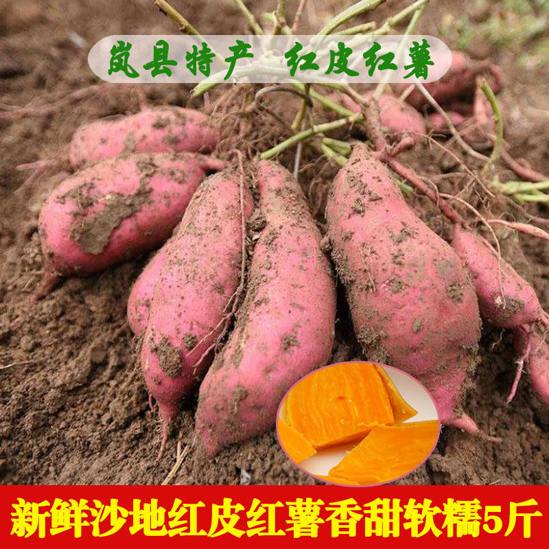 红皮红心红薯农家沙地现挖新鲜山芋超甜地瓜糖心密薯5斤山西岚县