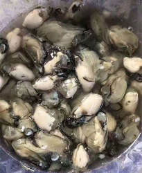 3斤福建牡蛎鲜活现剥水产海蛎子肉小生蚝 莆田小吃蚵仔煎海蛎煎饼