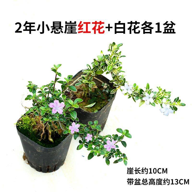 六月雪盆景提根金边老桩红花白花悬崖四季长青绿植花卉草栽室内