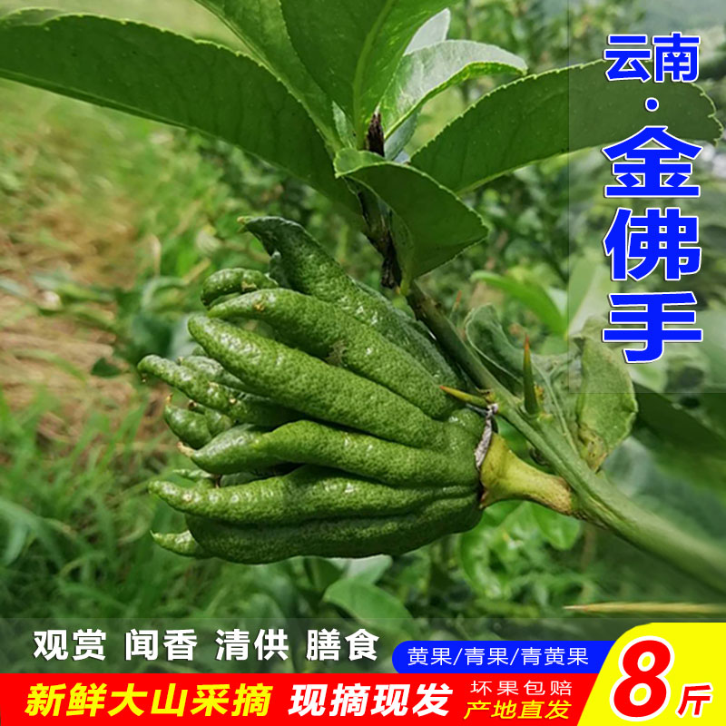 云南新鲜佛手果柑香橼观赏清供把玩闻香食用非金华盆景3-10斤包邮-封面