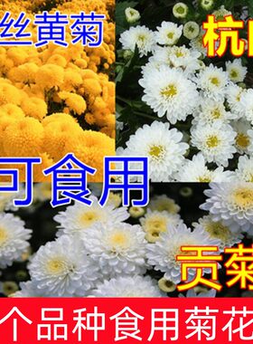 食用菊花苗可泡茶金丝皇菊黄山贡菊杭白菊苗多季开花庭院阳台盆栽