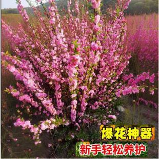 丛生榆叶梅树苗重瓣爆花特色花卉庭院工程绿化花园植物耐寒榆叶梅