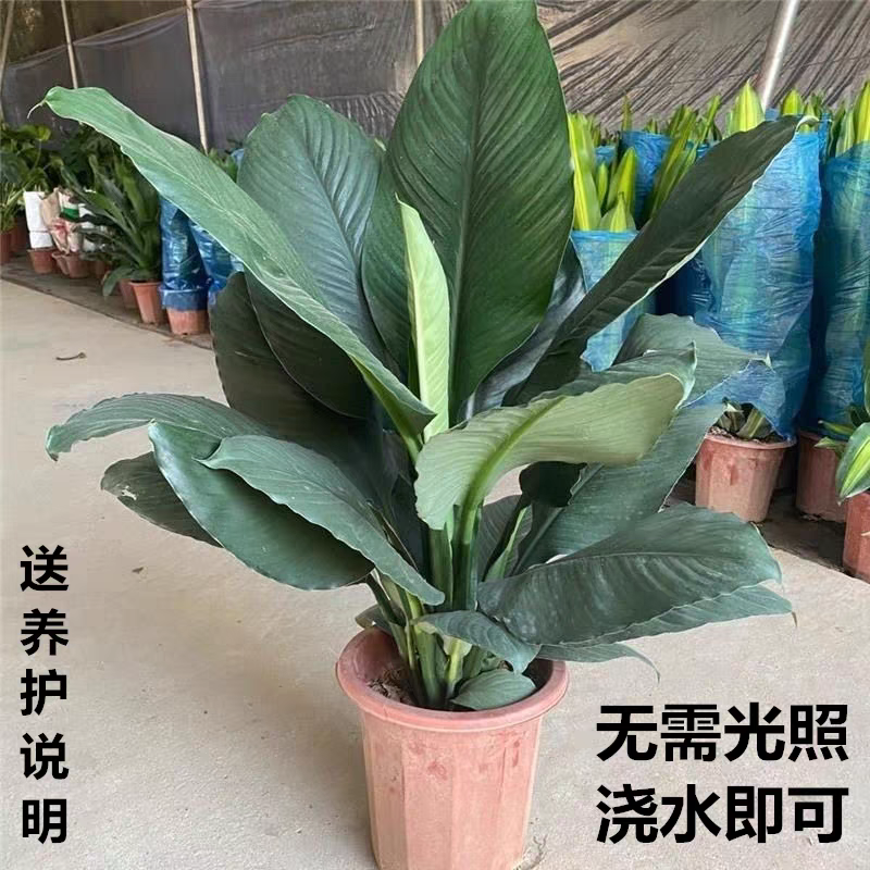 绿巨人盆栽室内客厅大型盆景植物绿植万年青白掌大叶植物好养绿植