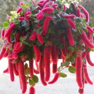 红樱岁岁红吊兰盆栽猫尾巴花口红红色花垂吊悬挂花卉多季循环开花