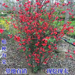 铁杆海棠花盆栽带花苞树苗老桩盆景庭院好养四季阳台植物室内花卉