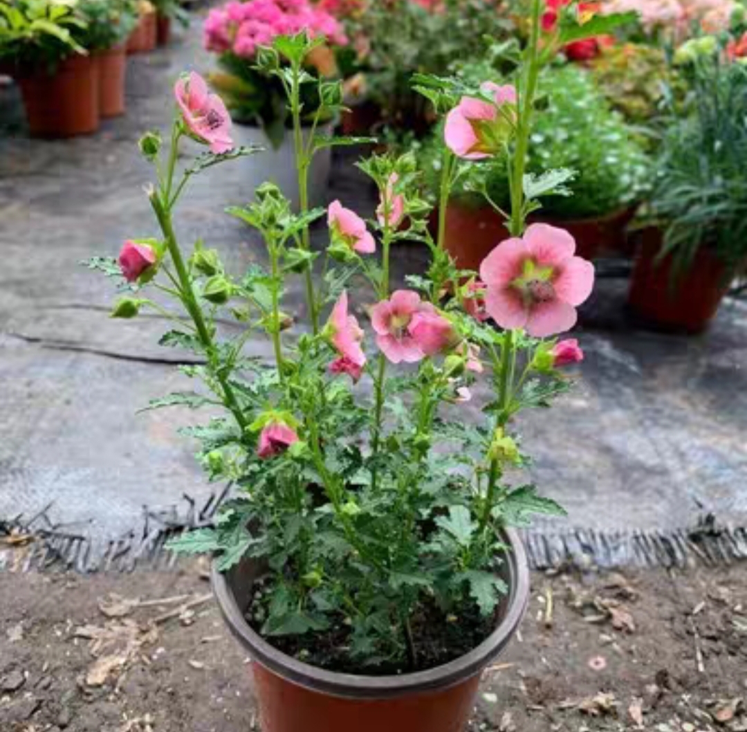 小木槿盆栽花苗多年生庭院阳台耐寒耐热多季开花棒棒糖木槿植物