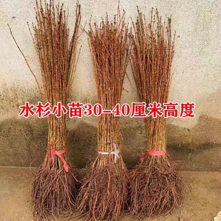 水杉小苗批发落羽杉苗绿化苗木红杉树苗占地水杉苗池杉苗荒山复绿