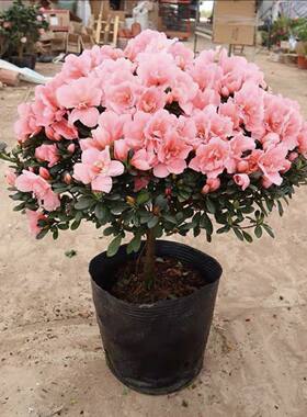 粉色小桃红杜鹃花开花正宗真花家养盆栽室内外阳台花苞杜鹃花