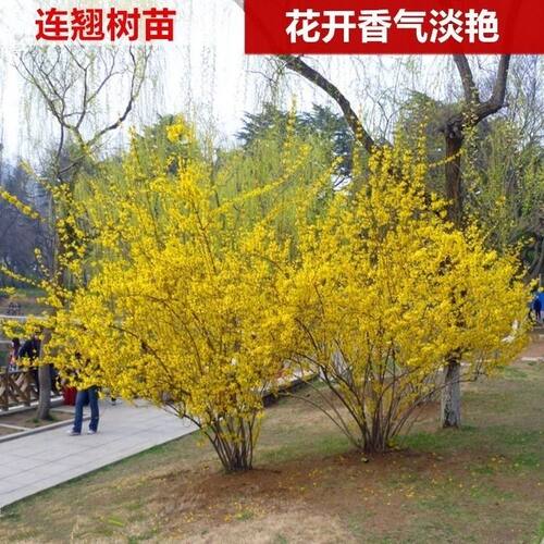 迎春花黄老虎苗丛生连翘花小苗批发价黄馨植物黄金条树苗连翘耐寒