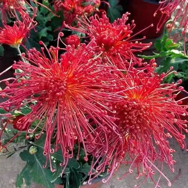 盘龙碧玉菊花盆栽带花苞耐寒室外植物宿根花卉多年生菊花龙爪菊花图片