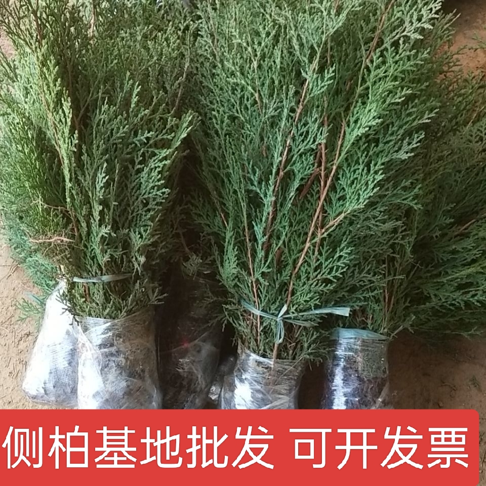 侧柏树苗扁侧柏树松柏苗侧柏枝柏叶扁柏苗四季长寿树栽山绿化苗木