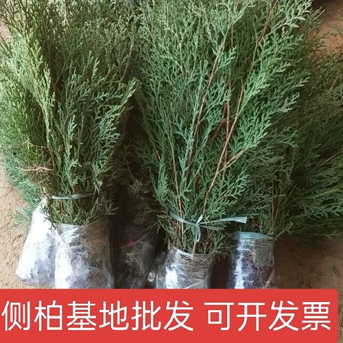 侧柏树苗扁侧柏树松柏苗侧柏枝柏叶扁柏苗四季长寿树栽山绿化苗木