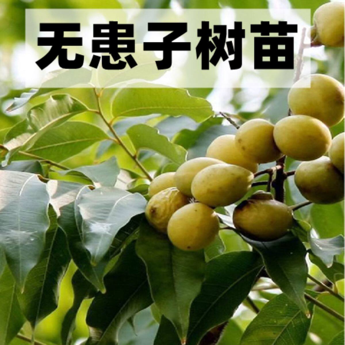 无患子树苗批发肥皂树鬼见愁风水宝树绿化庭院北南方种植正品专用