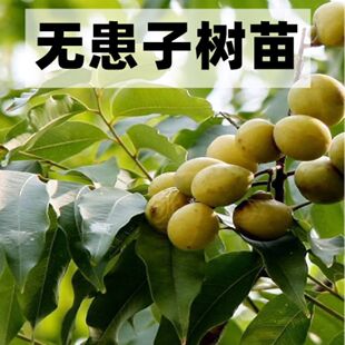 无患子树苗批发肥皂树鬼见愁风水宝树绿化庭院北南方种植正品专用