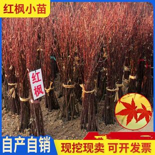 红枫树苗中国红庭院红枫小苗批发日本红枫小苗园林绿化苗木工程苗