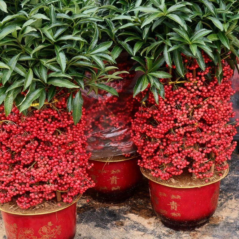 富贵子盆栽带果发货富贵籽花树苗金玉满堂耐寒冻好养植物年宵花卉